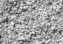 P2080663_60.jpg (322202 bytes)