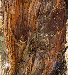 P2100760_60.jpg (600542 bytes)