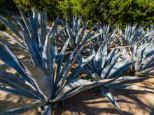 P2100763_60.jpg (1119349 bytes)