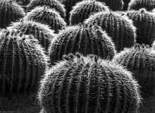 P2100764_60.jpg (654561 bytes)