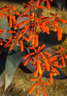 P2100765_60.jpg (332535 bytes)