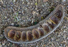 P2100775_60.jpg (584428 bytes)