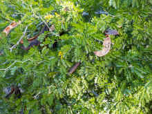 P2100778_60.jpg (879725 bytes)