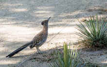 P2100806_60.jpg (605880 bytes)