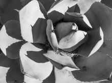 P2100830_60.jpg (366462 bytes)