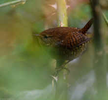 DSC_0826_05_80.jpg (225960 bytes)