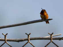 DSC_0860_04_80.jpg (125944 bytes)