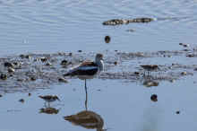 DSC_0978_04_60.jpg (422663 bytes)