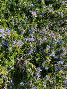 IMG_3067_60.jpg (1258085 bytes)