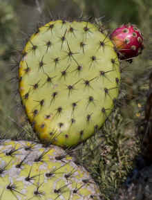 P2120937_40.jpg (244232 bytes)