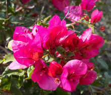 P2120998_90.jpg (451082 bytes)