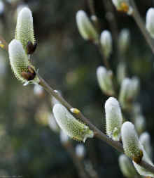 P3251147_80.jpg (242880 bytes)