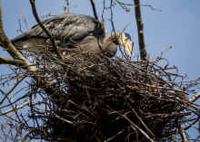 P3251172_60.jpg (550214 bytes)