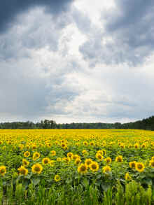 P8030026.jpg (14345838 bytes)