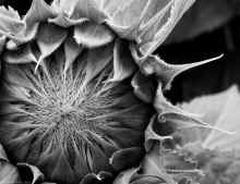 P8030047-2.jpg (6307092 bytes)