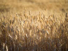 P8110643_60.jpg (679851 bytes)