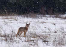 DSC_0971_60.jpg (277363 bytes)