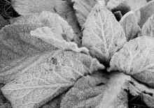 PC311187_60.jpg (512556 bytes)