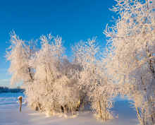 P1151264_60.jpg (855863 bytes)