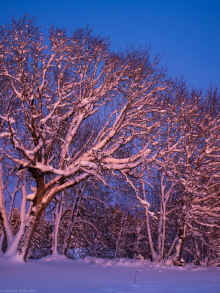 P1151277_60.jpg (1209665 bytes)