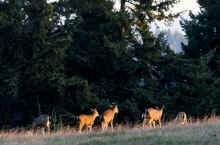 P4021620_60.jpg (334139 bytes)