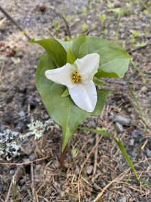 IMG_8516_60.jpg (351608 bytes)