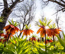 P4140047_60.jpg (887744 bytes)