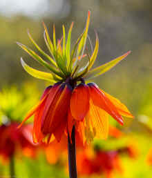 P4140055_60.jpg (194008 bytes)