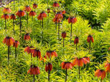 P4140061_60.jpg (1034104 bytes)