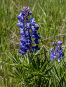 P4180082_60.jpg (340466 bytes)