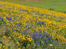 P4180146_60.jpg (1163313 bytes)