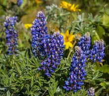 P4180161_60.jpg (449988 bytes)