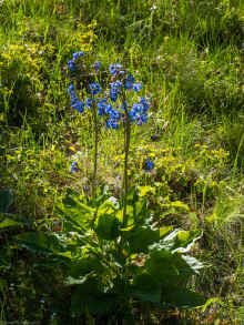 P4180177_60.jpg (1383981 bytes)