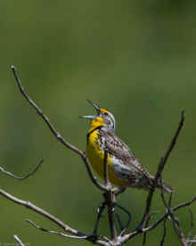 DSC_0019_60.jpg (55614 bytes)