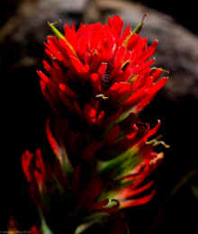 DSC_0047_60.jpg (277907 bytes)