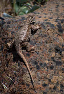 DSC_0103_60.jpg (753037 bytes)