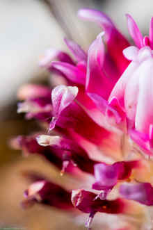 DSC_0287_60.jpg (235240 bytes)