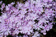 DSC_0403_60.jpg (662070 bytes)