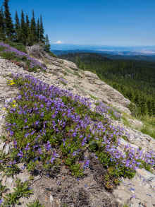 P7110466_60.jpg (1318494 bytes)