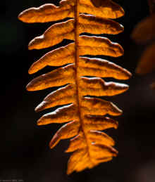 DSC_0117_60.jpg (268538 bytes)