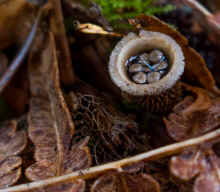 DSC_0138_90.jpg (263393 bytes)