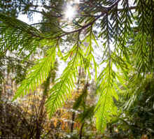 P3100857_60.jpg (703860 bytes)