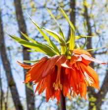 P4221076_60.jpg (467489 bytes)