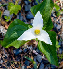 P4221107_60.jpg (244192 bytes)