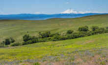 P5041248_60.jpg (860920 bytes)