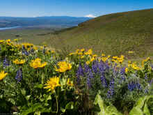 P5051319_60.jpg (1009468 bytes)