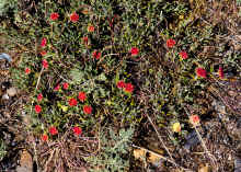 P5051353_60.jpg (951284 bytes)