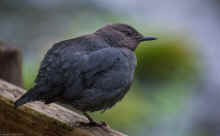 DSC_0565_60.jpg (645123 bytes)