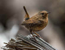 DSC_0722-2.JPG (10718190 bytes)