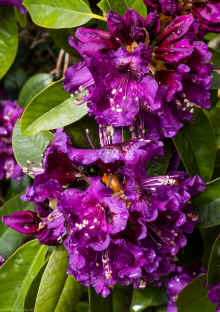 P5150001_60.jpg (350896 bytes)